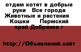 отдам котят в добрые руки - Все города Животные и растения » Кошки   . Пермский край,Добрянка г.